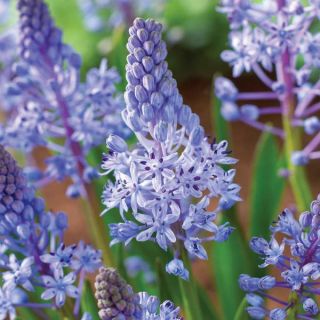 Amethyst Meadow Squill Thumbnail